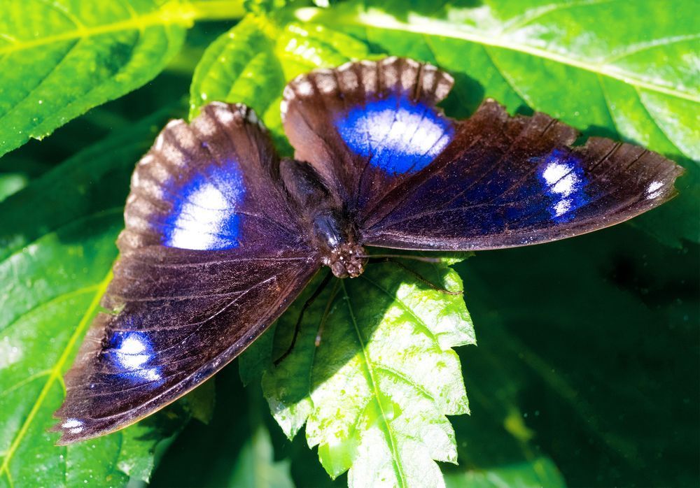 A blue moon butterfly perched on a green leaf in sunlight.