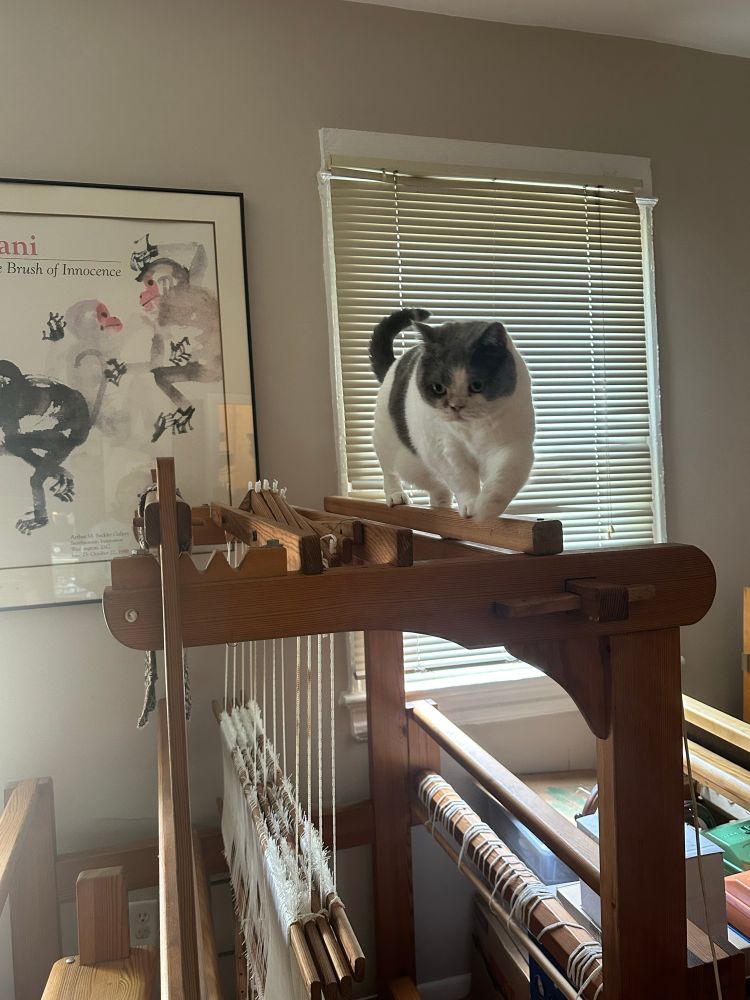 White and grey cat on top of a countermarche loom. 