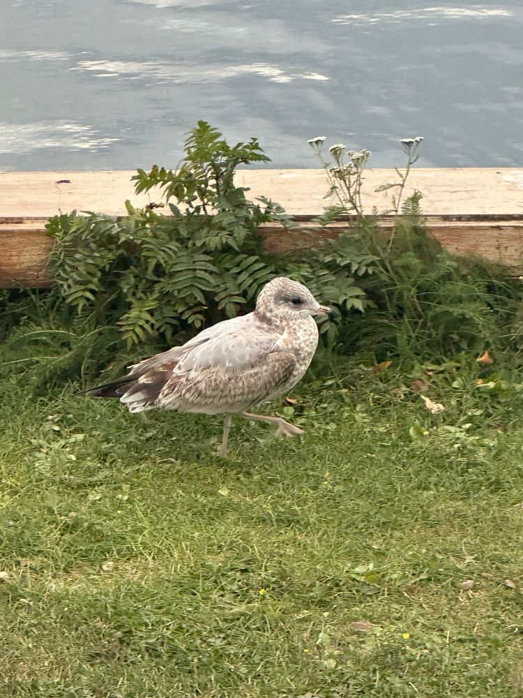 A nice gull in Minnesota