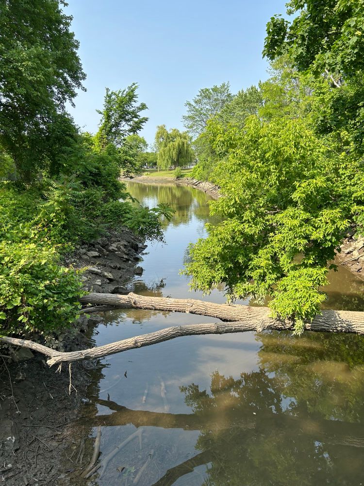 A scene along a canal off the Hudson River in Albany with a fallen tree in the foreground