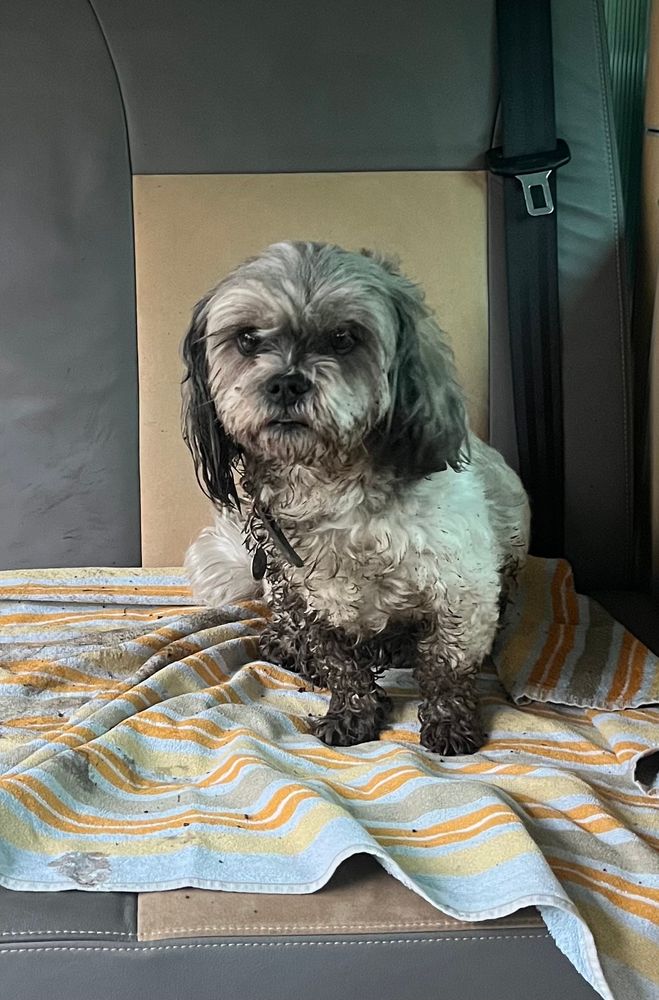 A small dog covered in mud sat on a towel