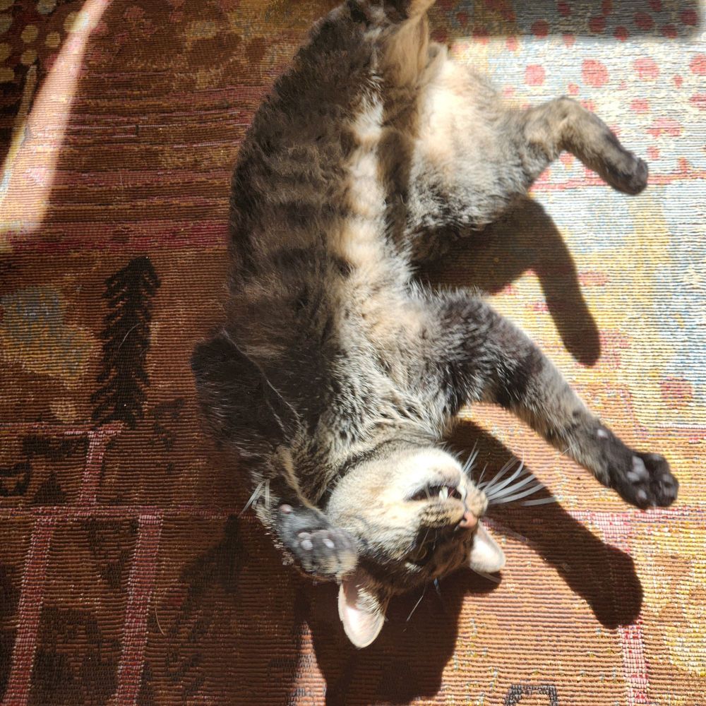 Tig upside down and silly!! Rollin around!