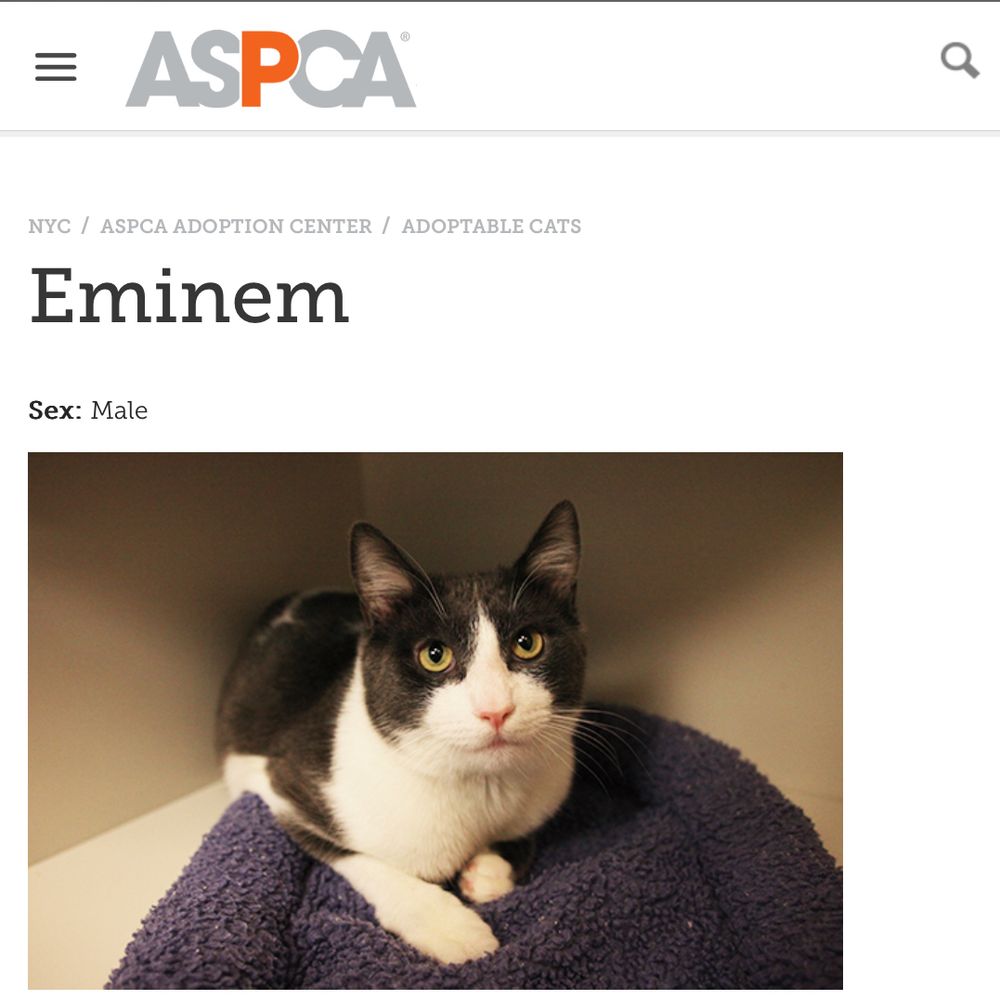 cat named eminem