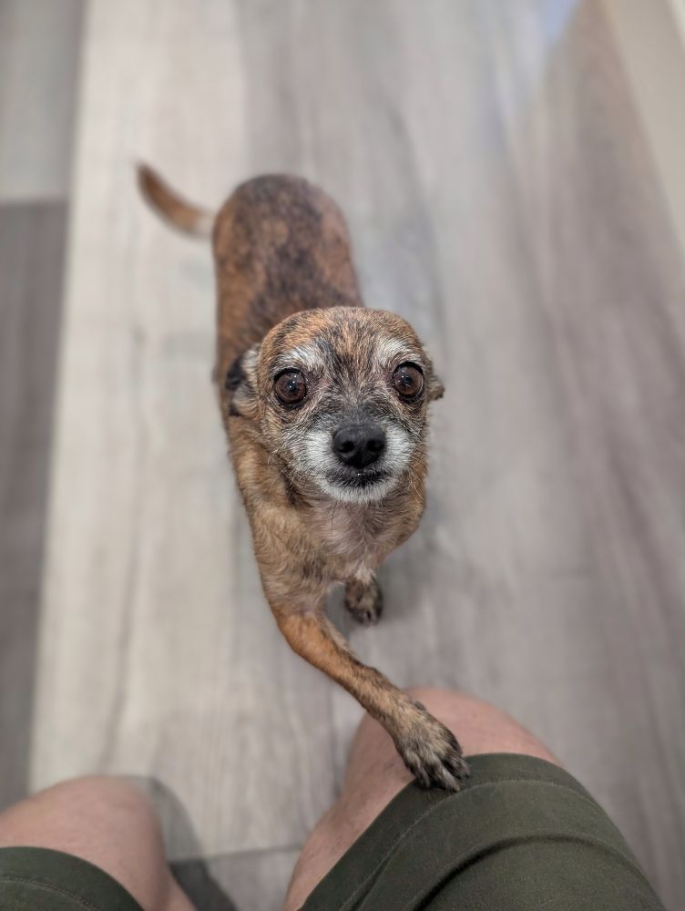 A small brindle coat Chihuahua looking sheepishly at the camera with one paw up on the knee of the cameraman as they kneel in front of the dog with knees and thigh visible.
