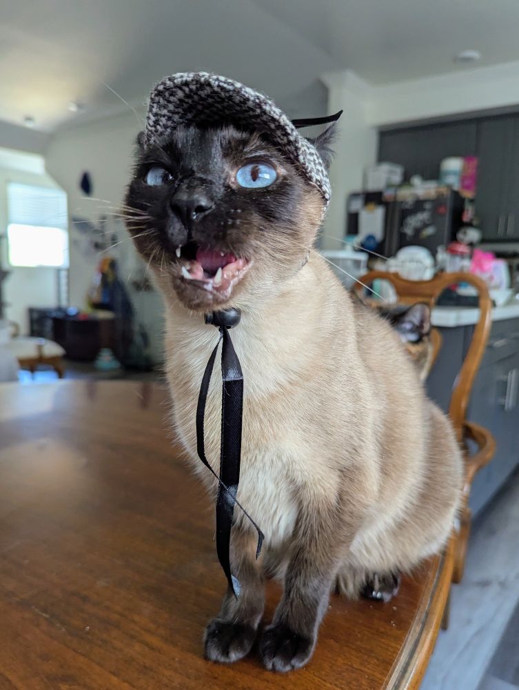A Siamese cat wearing a tweed cap as she sits on a wood dining table, looking at the camera. Caught mid meow, get mouth is open in a way that resemble someone giving a small remark.