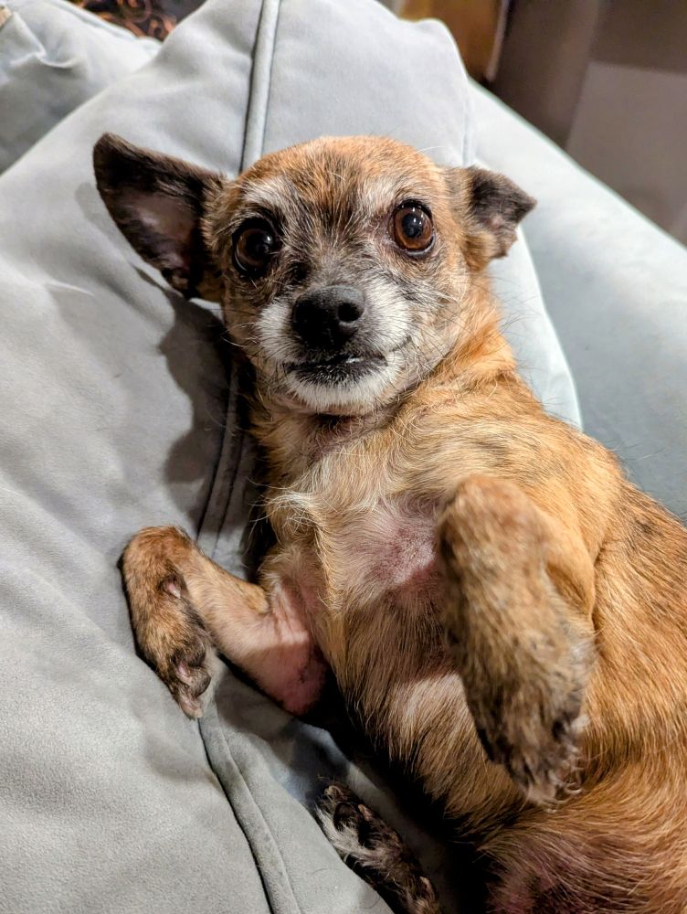 A brindle coat Chihuahua laying on her back on a couch cushion, her paws hanging out in front, smiling at the camera.