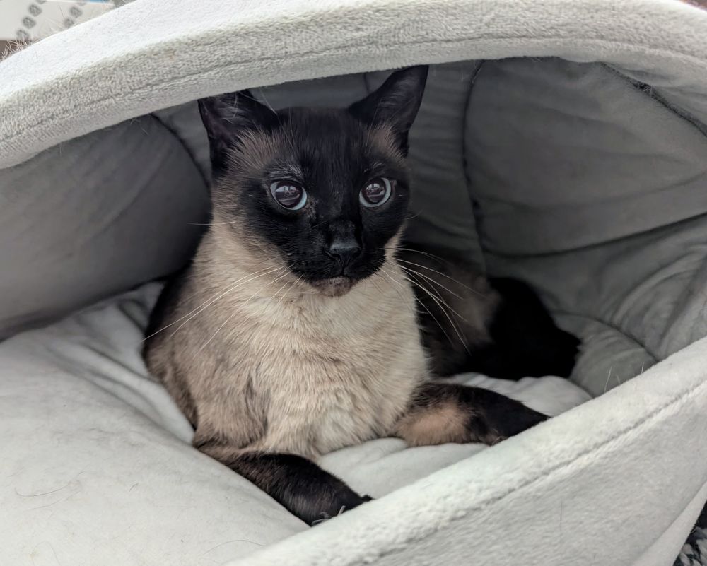A Siamese cat laying half on her side in the confines of a soft pet bed made to look like the carrier pod of Grogu AKA The Child from The Mandalorian TV show. The cat looks at the camera with a groggy slightly confused and annoyed expression, and wide pupils showing only a tiny crescent of her bright blue eyes.