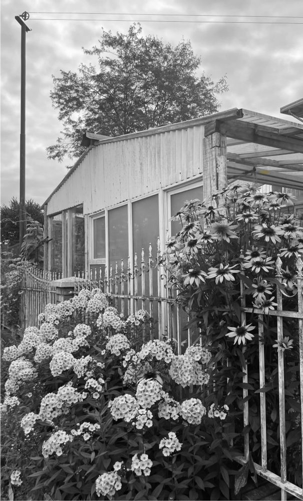 Black and white photo of flowers, a shed and a clothesline in summer 