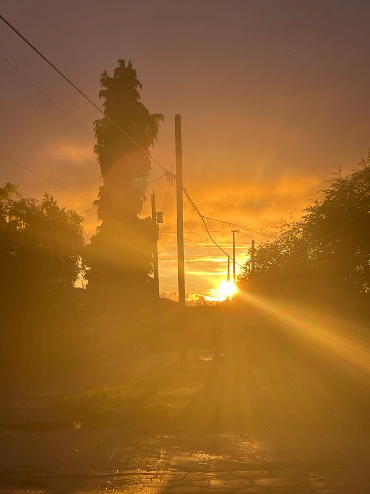 Sunset taken into the light of a laneway with trees on both sides and orange light 