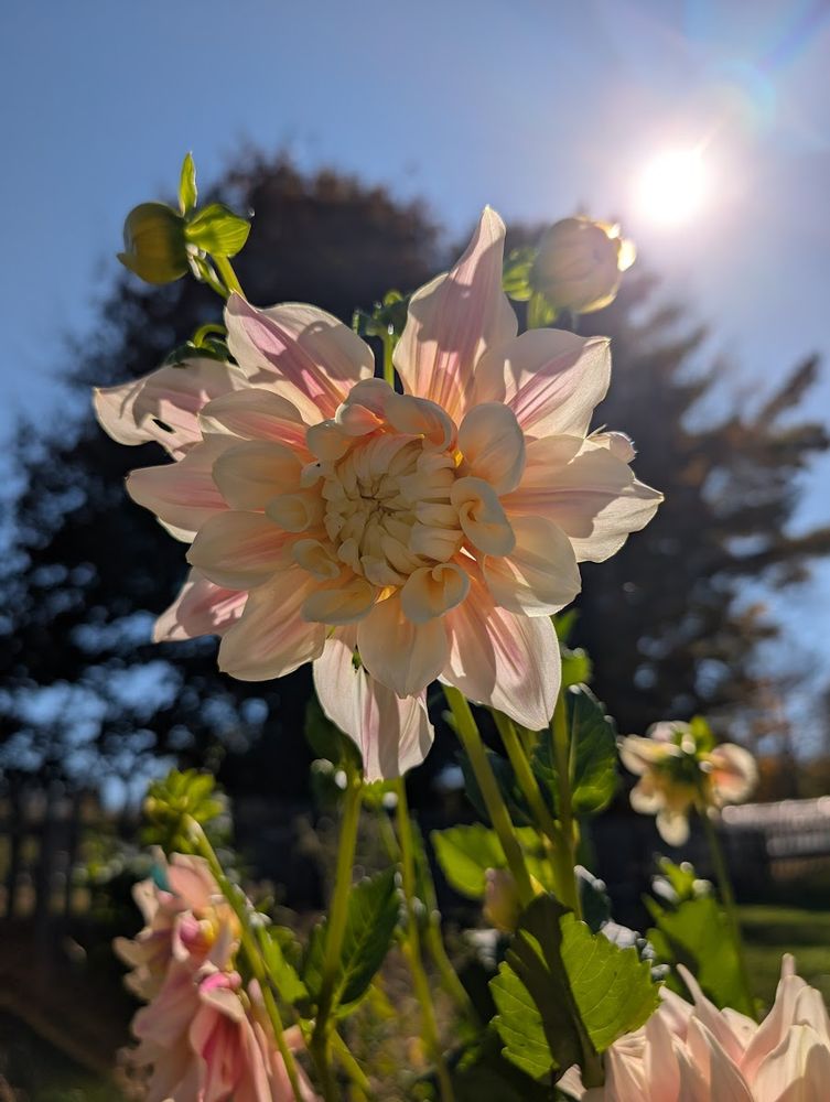 A peach and cream dahlia backlit by the sun against a bright blue sky