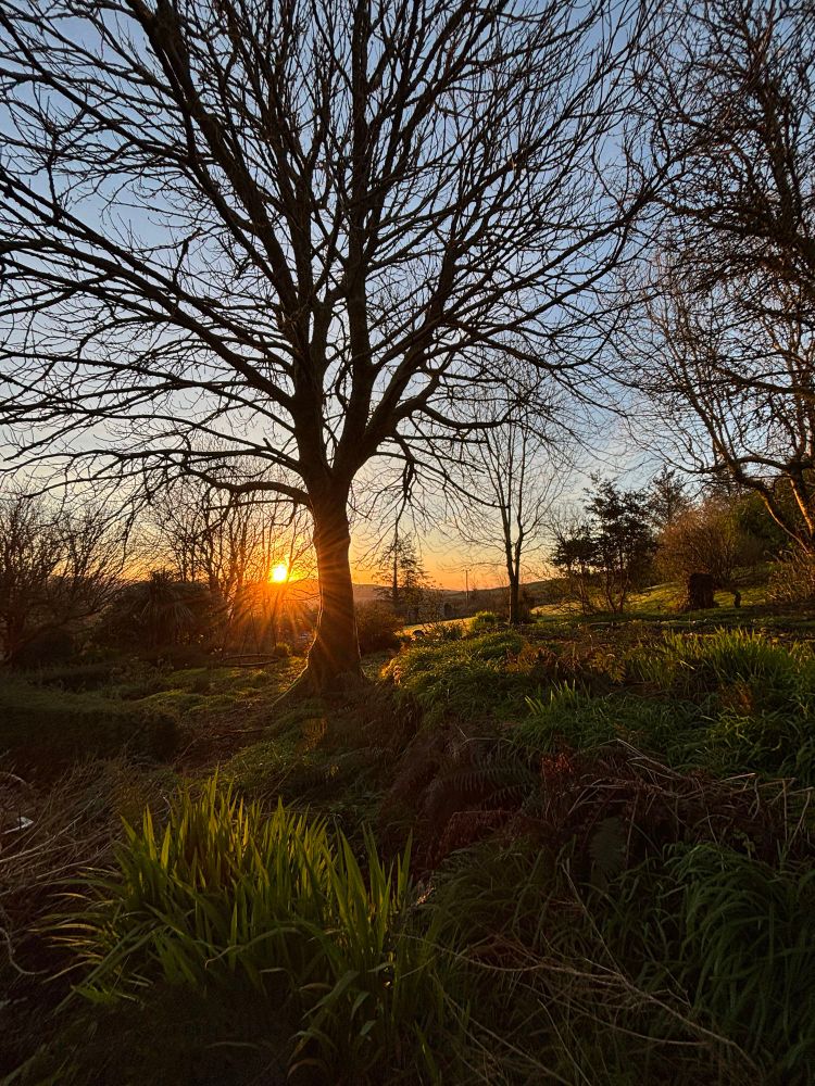 Spring Sunrise behind trees looking out over garden with daffodil leaves in the foreground 