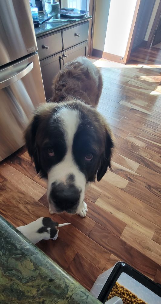 Artie is not happy im having coffee b4 making him a puppacino
