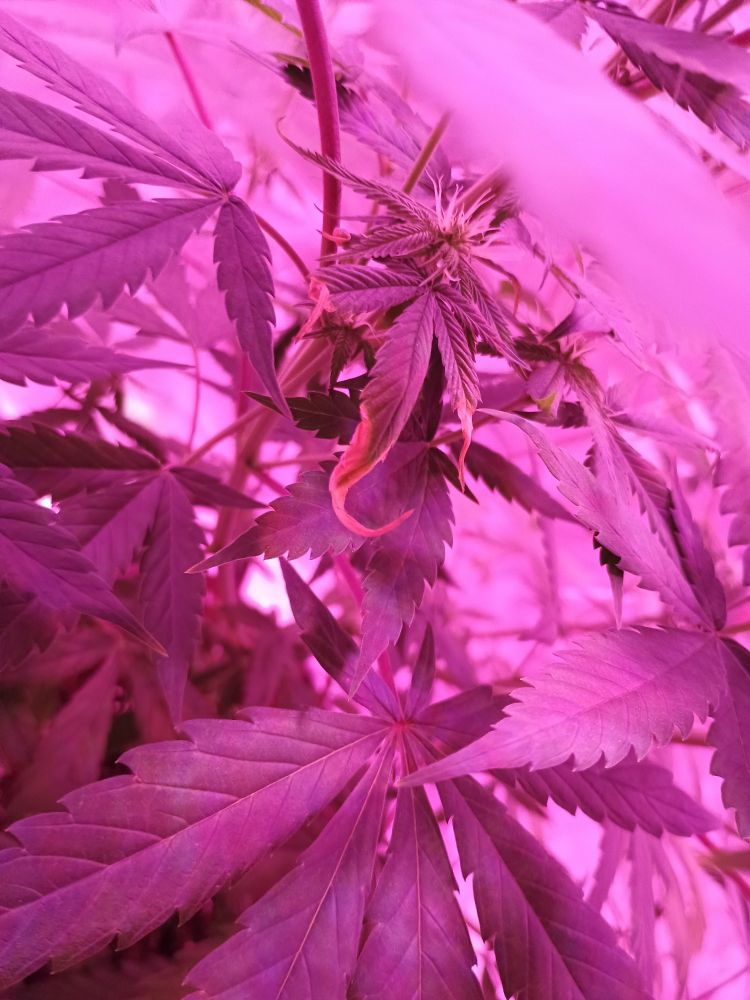 A close-up on a different cola shows the small fan leaf being significantly more burned across multiple fingers.