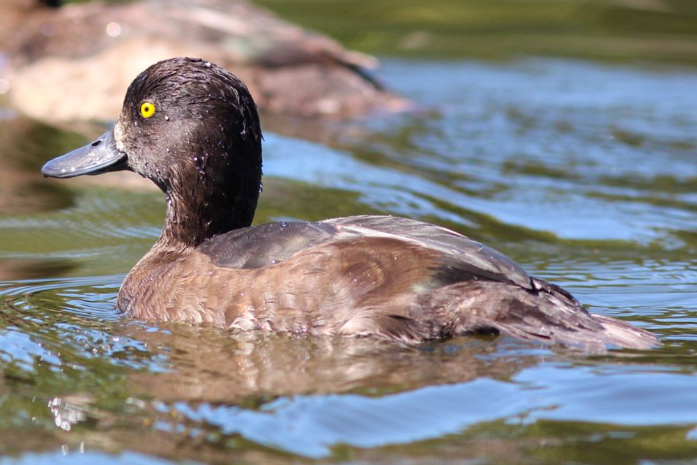 Tufted duck with light brown body and dark brown head floating towards the left of shot