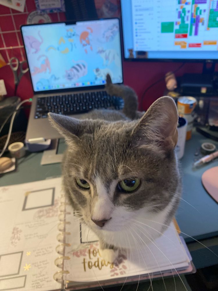 Willow, a gray and white cat, stands on  a desk, on top of an open planner and partially blocks the laptop and monitor behind her. She is very much in the way.