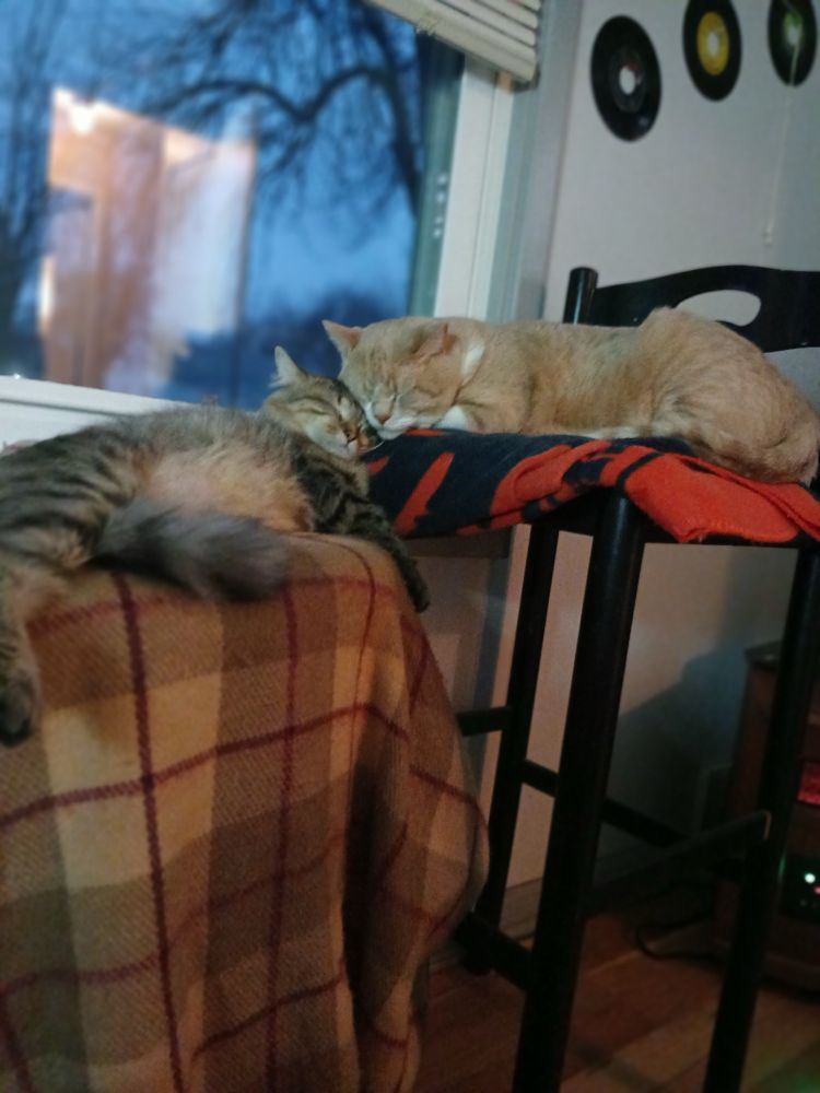 Two cats sit on two different chairs but they still have their heads resting on each other, looking happy and sleeping 