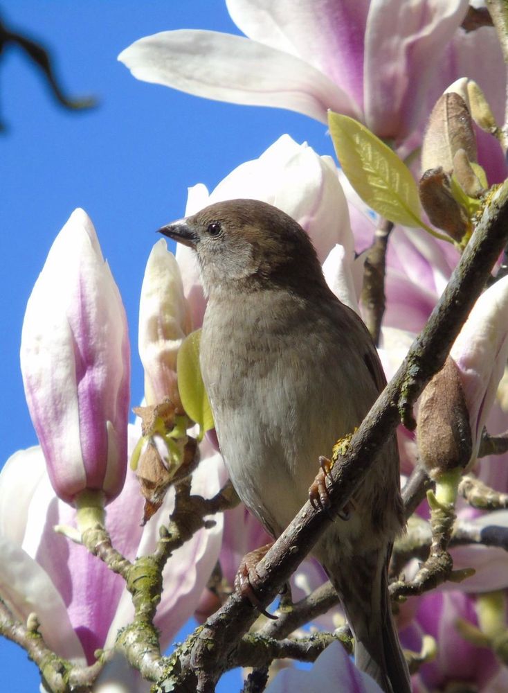 A female sparrow sitting on a branch of the Magnolia tree soaking in the sun. 
There are pink and white magnolia flowers in the background. 