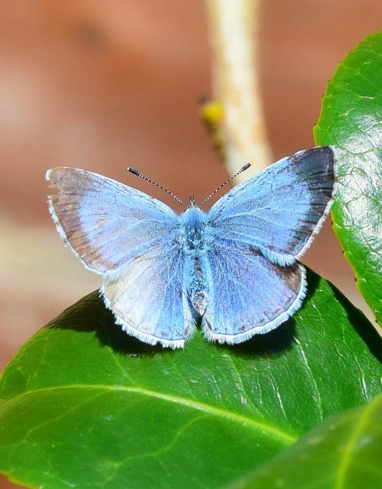 A Holly blue butterfly sunbathing on a Camellia leaf. 
The butterfly is mostly a light blue and had dark blue tipped wings. 
The wings of the butterfly are jagged and are slightly damaged on the top left side. 