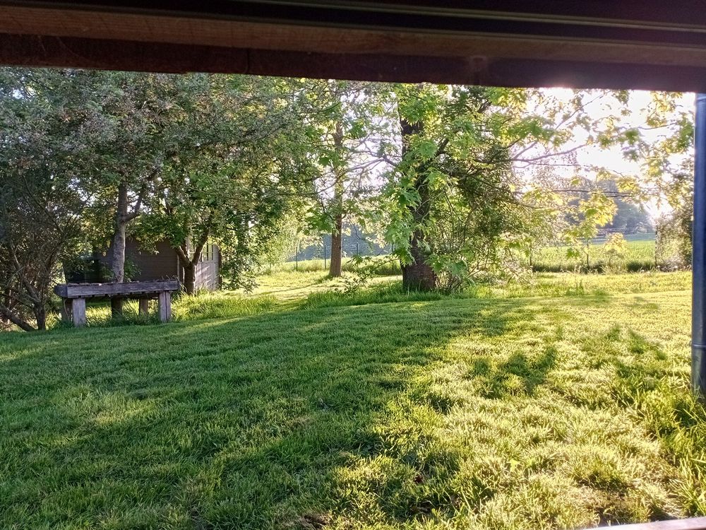 Un jardin verdoyant au petit matin 