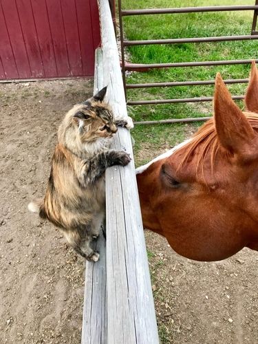 medium haired farm cat peeking over the top of a wood fence rail as if to say "hi" to the chestnut colored horse on the other side