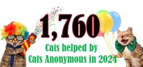 silly cat graphic of one in clown wig and other in bow tie celebrating with poppers and balloons