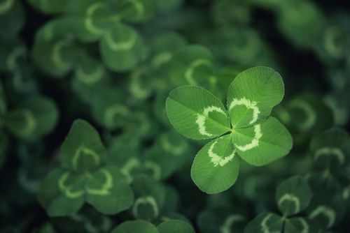 four leaf clover