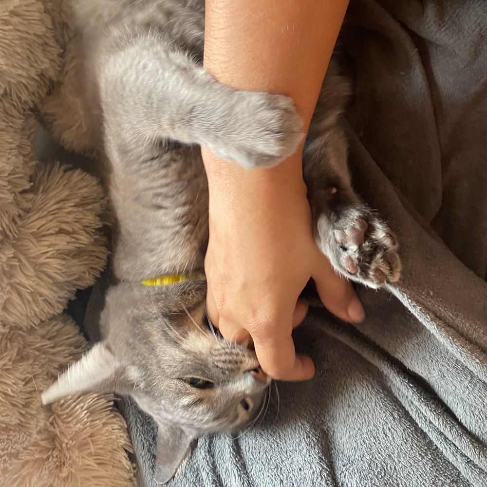 Gato gordo cinza atacando um braço humano
