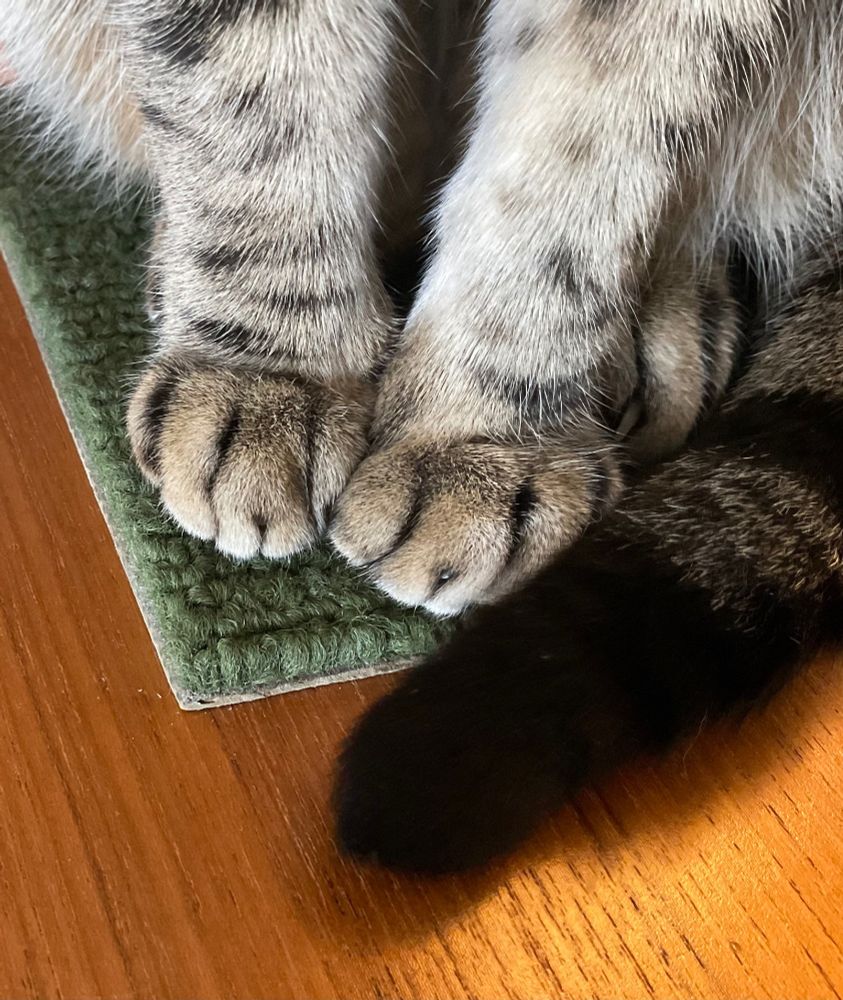 close-up view of tabby cat's paws and tip-of-a-tail