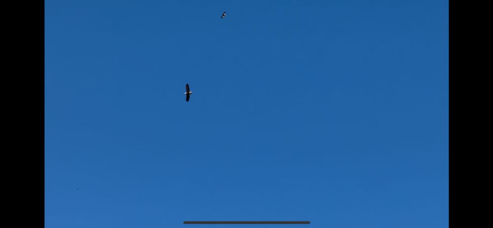 Photo of a crow attacking and eagle against bluesky background
