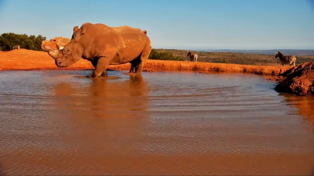 沼でたたずむシロサイのライブカメラ。南アフリカ。