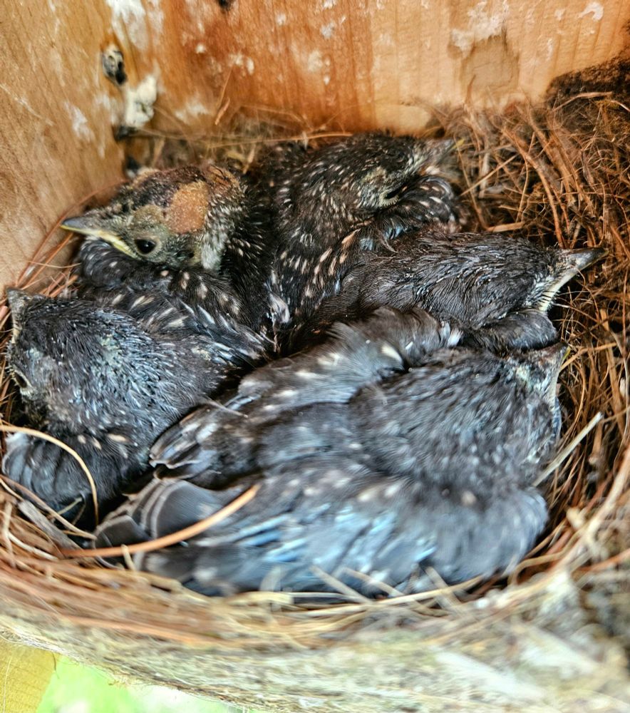 Five Eastern Bluebird fledglings in a nestbox not far from leaving the nest. 