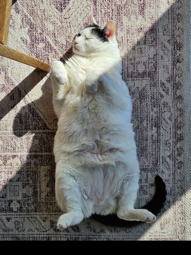 Black-and-white cat sleeping on its back partially in the sun. 