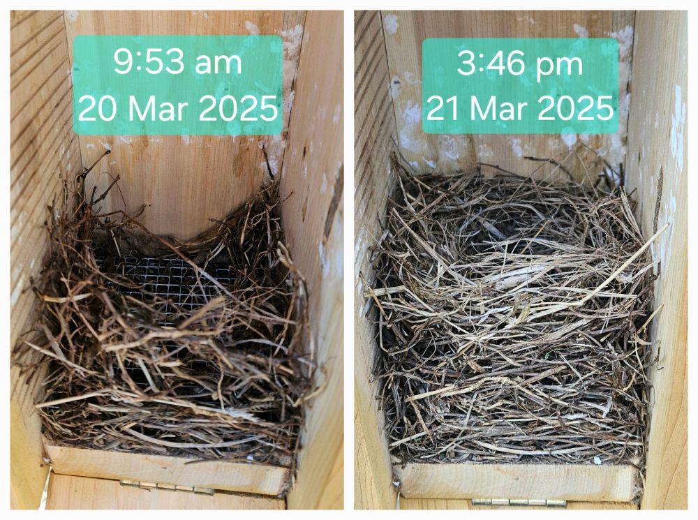Two photos of an Eastern Bluebird nest, taken one day apart. The first shows only the barest outline of a nest, while the second shows a nearly completed nest. 