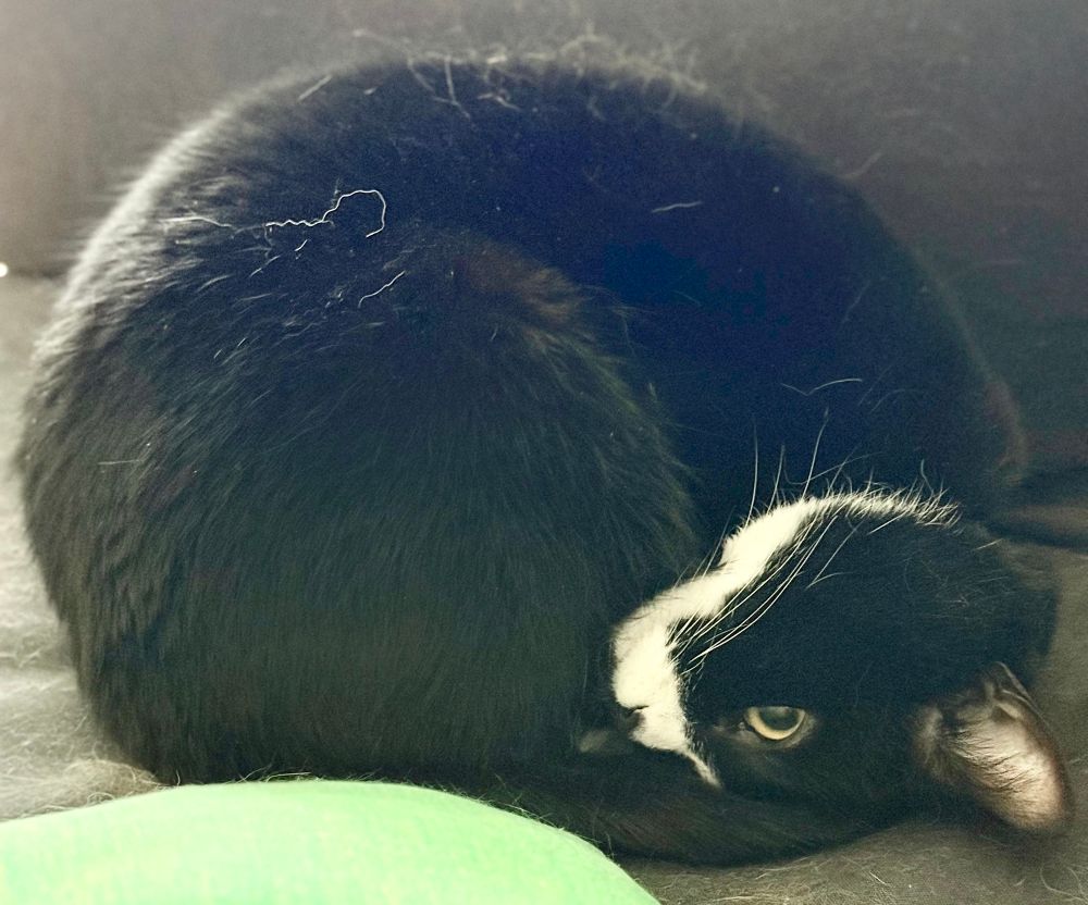 My tuxedo cat Min curled up in an odd position, head upside-down, staring into the void. 