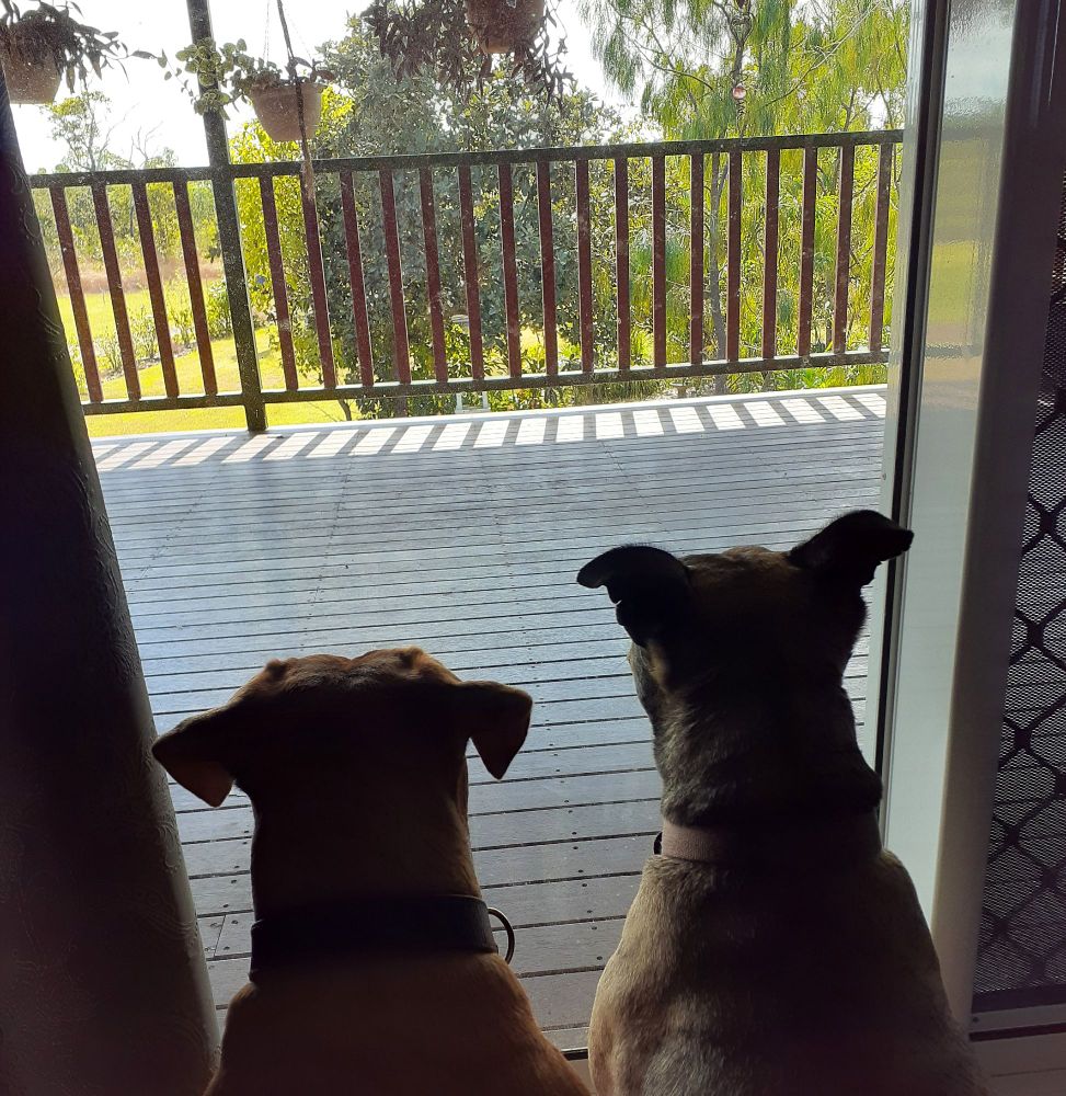 Our 2 dogs looking out the window for Dad to come home