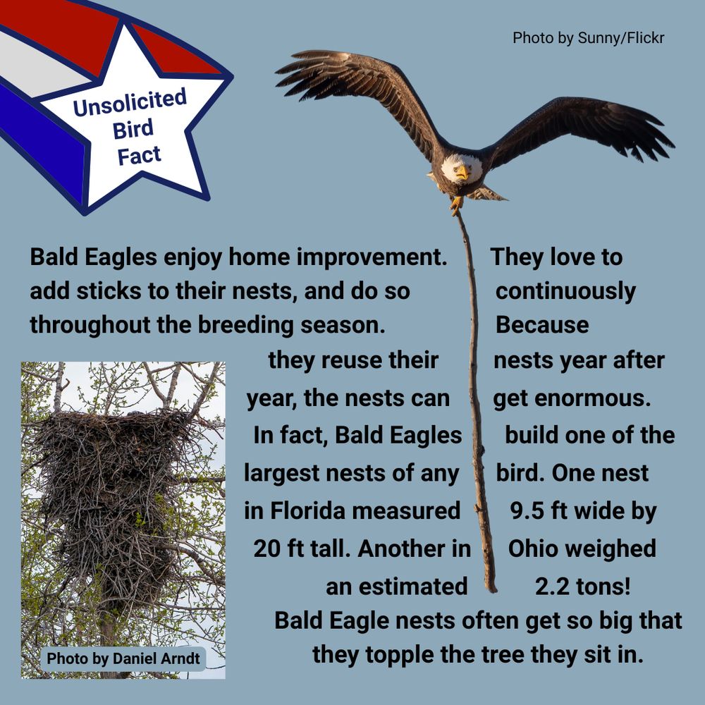 Graphic with a photo of a Bald Eagle carrying a very large stick in its talons by Sunny on Flickr. An inset photo by Daniel Arndt shows a massive eagle nest in a tree. Text on graphic says: Unsolicited Bird Fact: Bald Eagles enjoy home improvement. They love to add sticks to their nests, and do so continuously throughout the breeding season. Because they reuse their
nests year after year, the nests can get enormous. In fact, Bald Eagles build one of the largest nests of any bird. One nest in Florida measured
9.5 ft wide by 20 ft tall. Another in Ohio weighed an estimated 2.2 tons!
Bald Eagle nests often get so big that they topple the tree they sit in.