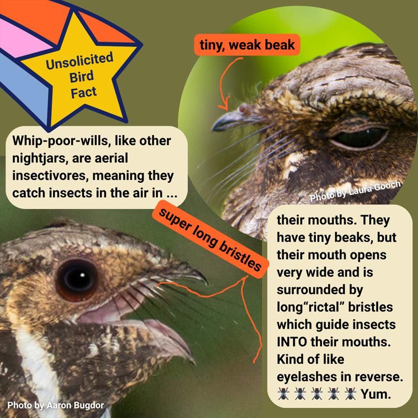 Two photos of an Eastern Whip-poor-will, one by Laura Gooch showing the bird with mouth closed and its tink beak. The second by Aaron Bugdor showing the birds mouth oped with a wide gape and long rictal bristles. Text on the graphic says: Unsolicited Bird Fact: Whip-poor-wills, like other nightjars, are aerial insectivores, meaning they catch insects in the air in their mouths. They have tiny beaks, but their mouth opens very wide and is surrounded by long"rictal" bristles which guide insects INTO their mouths. Kind of like eyelashes in reverse. yum
