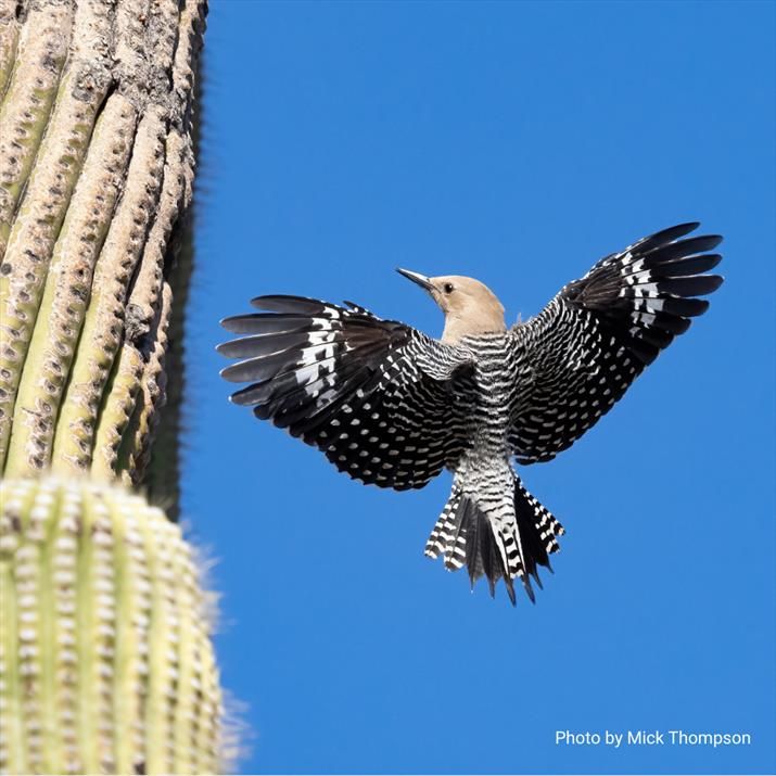 The Institute for Bird Populations: 