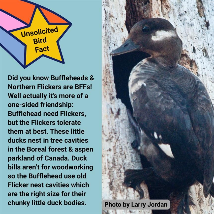 Photo of a female Bufflehead clinging to a tree trunk by her nest hole by Larry Jordan. Text on the graphic says: "Unsolicited Bird Fact: Did you know Buffleheads & Northern Flickers are BFFs! Well actually it's more of a one-sided friendship: Bufflehead need Flickers, but the Flickers tolerate them at best. These little ducks nest in tree cavities in the Boreal forest & aspen parkland of Canada. Duck bills aren't for woodworking so the Bufflehead use old Flicker nest cavities which are the right size for their chunky little duck bodies." 