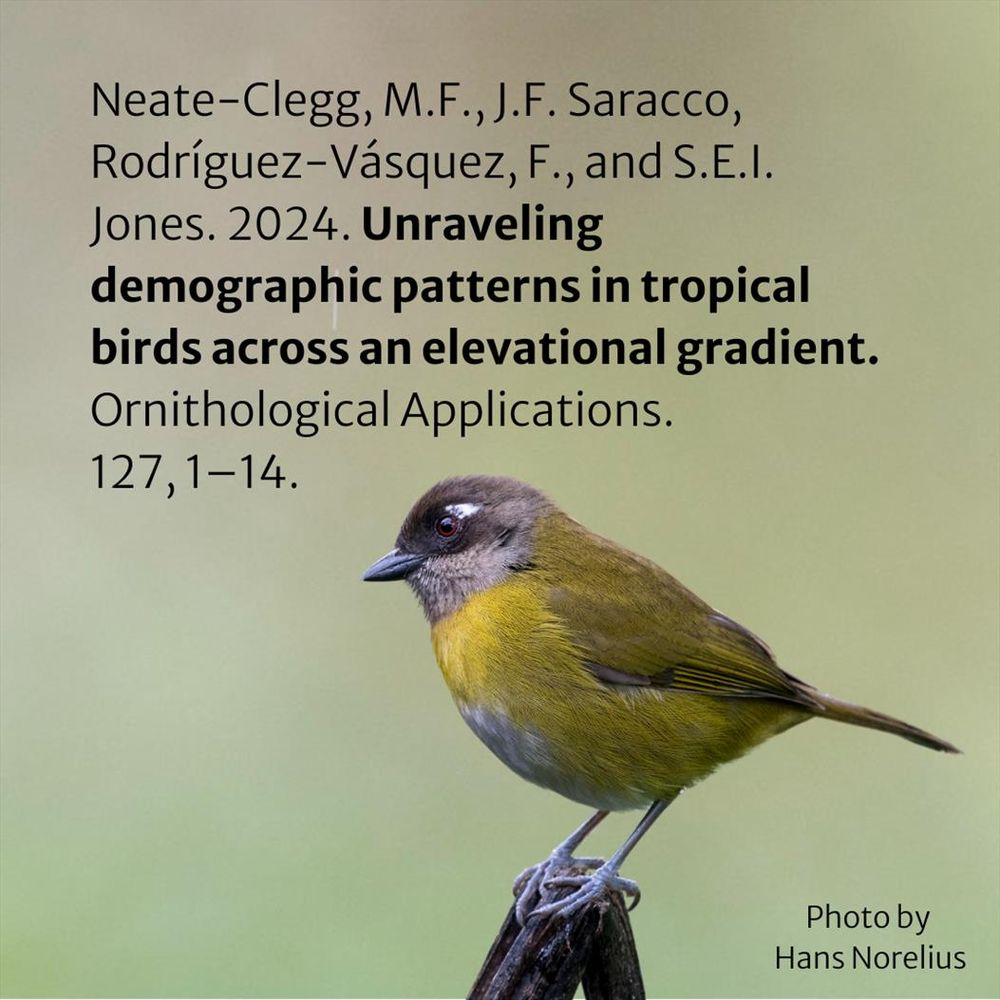 Photo of a Chloropringus by Hans Norelius with the text: Neate-Clegg, M.F., J.F. Saracco, Rodríguez-Vásquez, F., and S.E.I. Jones. In press. Unraveling demographic patterns in tropical birds across an elevational gradient. Ornithological Applications.
