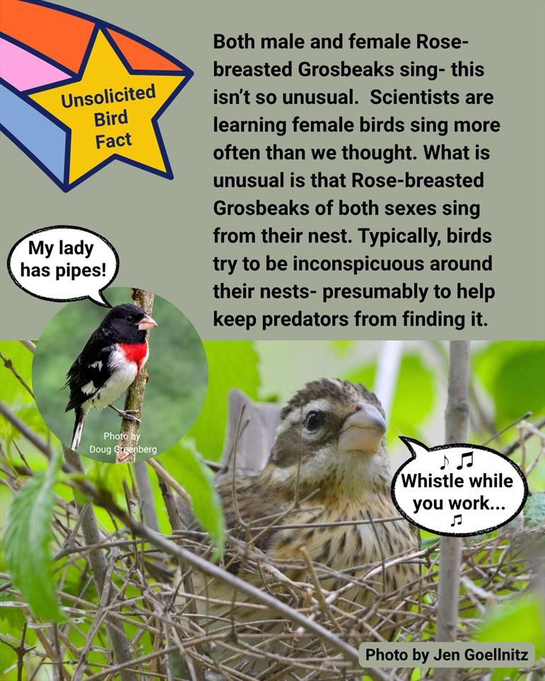 A graphic with a photo by Jen Goellnitz of a female Rose-breasted Grosbeak sitting in a nest she is building. There is also an inset photo of a male Rose-breasted Grosbeak by Doug Greenberg. They male has a speech bubble that says: "My lady has pipes!" The female has a text bubble that says "Whistle while you work..." Text on the graphic says:  "Unsolicited bird fact: Both male and female Rose-breasted Grosbeaks sing- this isn't so unusual. Scientists are learning female birds sing more often than we thought. What is unusual is that Rose-breasted Grosbeaks of both sexes sing from their nest. Typically, birds try to be inconspicuous around their nests- presumably to help keep predators from finding it."