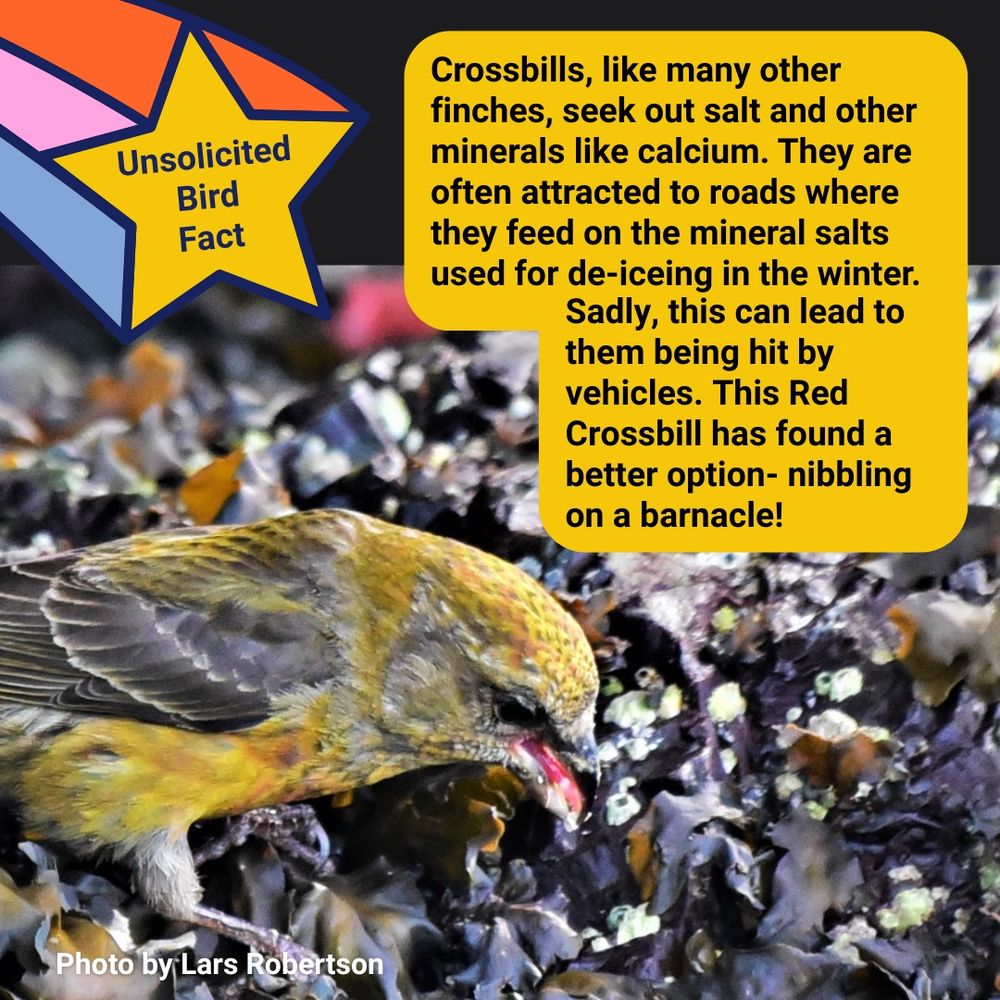 Photo, by Lars Robertson, of a Red Crossbill standing on seaweed in the intertidal and nibbling on a barnacle. Text on the image says: Unsolicited Bird Fact-Crossbills, like many other finches, seek out salt and other minerals like calcium. They are often attracted to roads where they feed on the mineral salts used for de-iceing in the winter.
Sadly, this can lead to them being hit by vehicles. This Red Crossbill has found a better option- nibbling on a barnacle!.