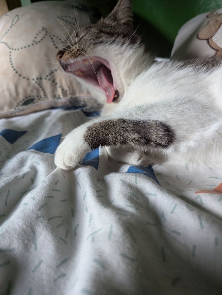 Photo d'un chat tigré et blanc qui baille et s'étire couché sur une couette moelleuse. 