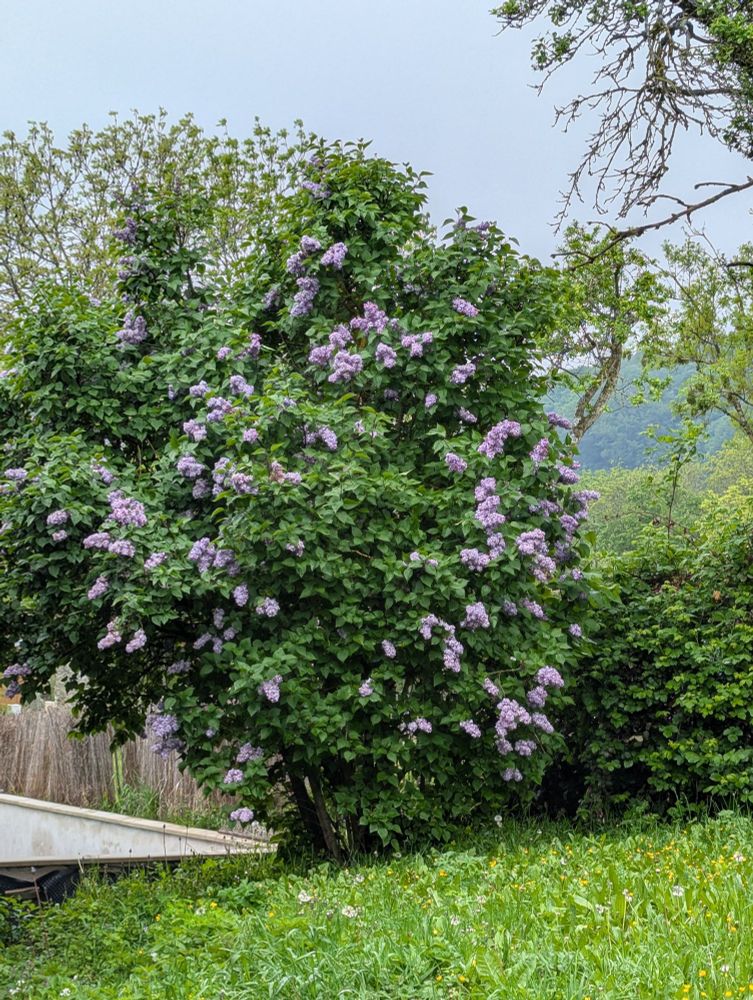 Un grand lilas en fleurs. 