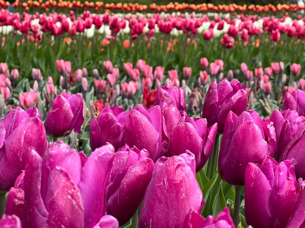 A field of tulips, with bright pink tulips in front.