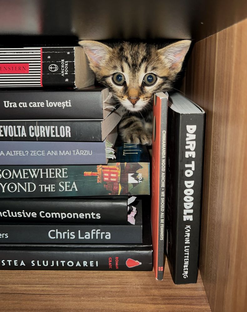 Tabby kitten hiding between books.