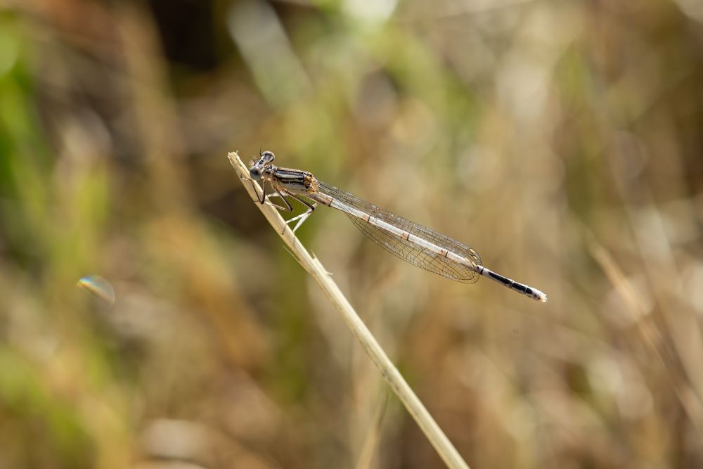 Damselfly sitting on a straw, with blurred, bokeh background