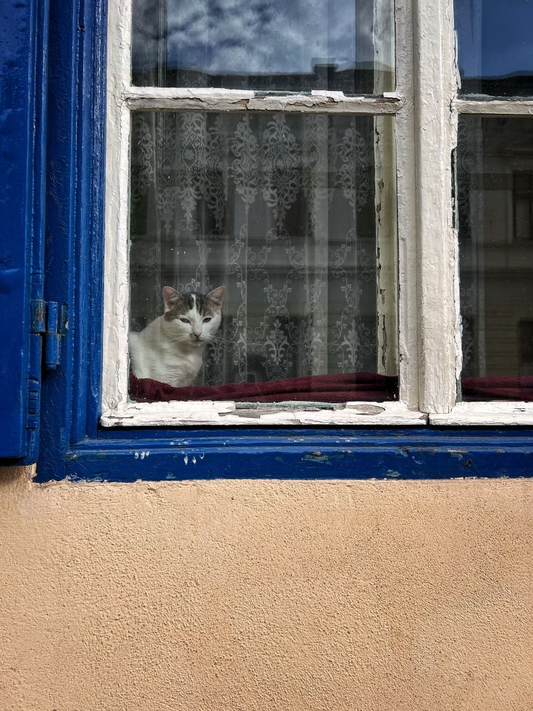 A cat seen through a closed window with a blue, old frame.