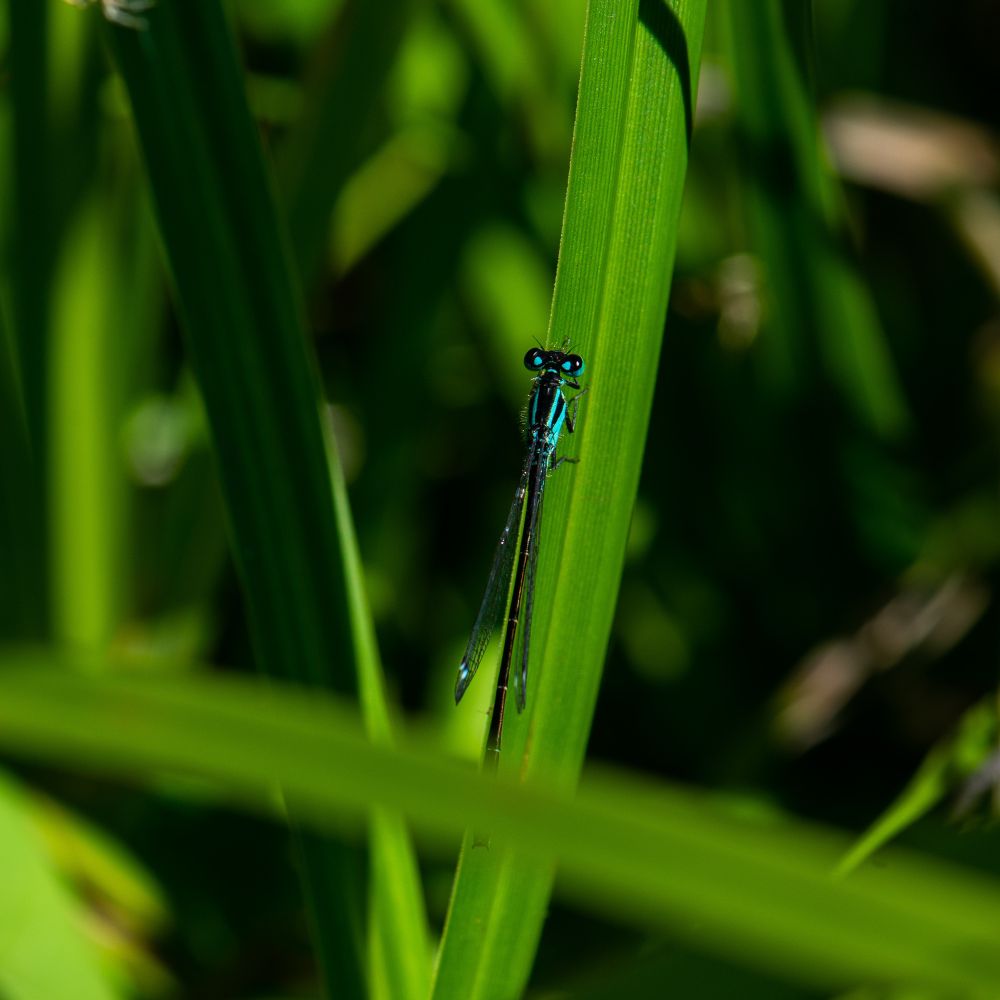 A damselfly sitting on a blade of grass