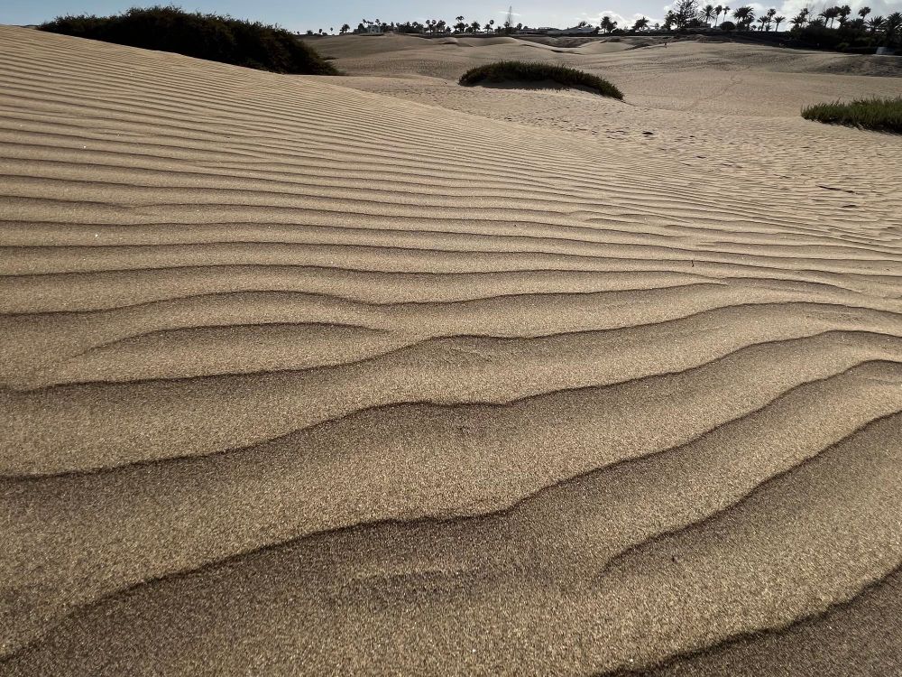 Sand dunes with trees and bushes in the background 